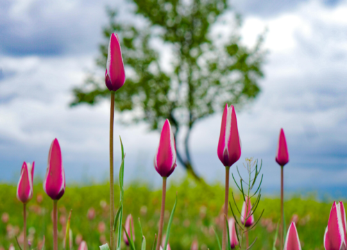 04 Nights 05 Days Kashmir Short Trip