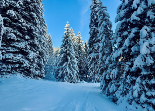 ENCHANTING KASHMIR – 06 NIGHTS 07 DAYS