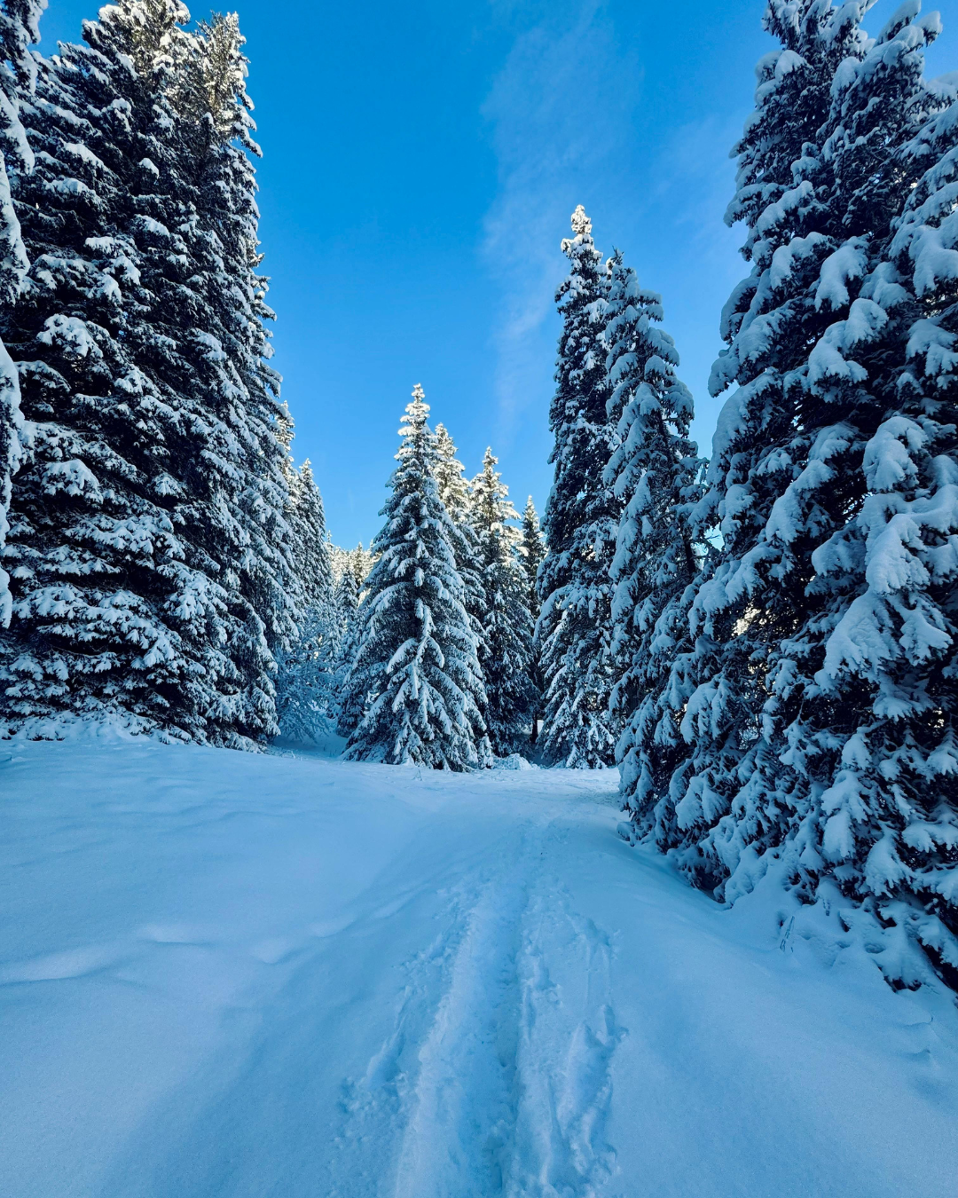 ENCHANTING KASHMIR – 06 NIGHTS 07 DAYS