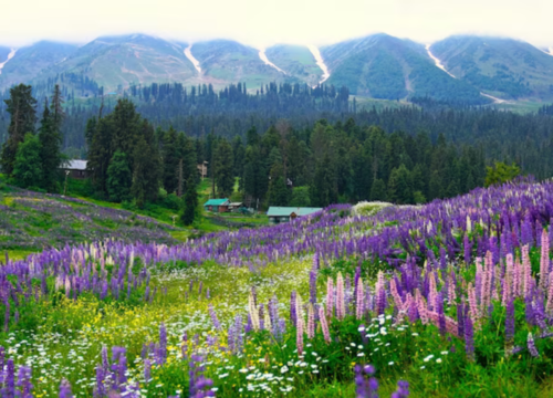 Best Time to Visit Kashmir – Complete Seasonal Breakdown